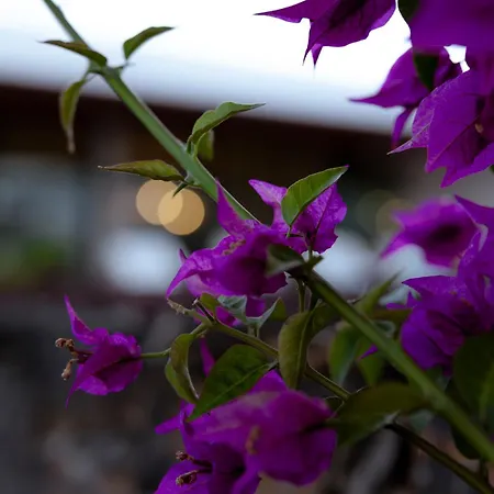 ヴィラ Sal Marina Premium