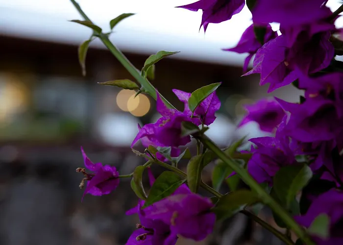 ヴィラ Sal Marina Premium